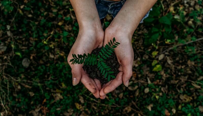 Someone's hands holding a plant